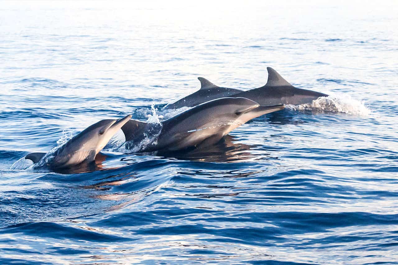 Three Bali dolphins swim together near the surface of calm blue ocean water, their sleek bodies partially emerging as they glide through gentle waves.