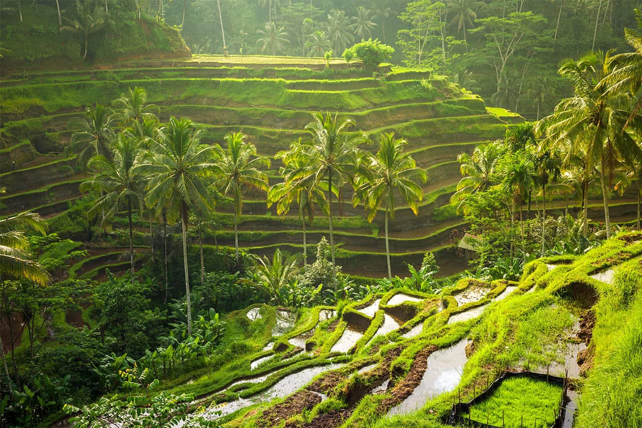 Lush green Bali rice fields with palm trees in a tropical landscape, sunlight filtering through dense foliage, creating a vibrant and serene natural scene.
